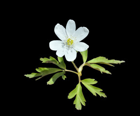 Poster - White spring flower (Anemonoides amurensis)