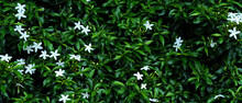 Abstract White Cape Jasmines With Green Leaves (Gardenia Jasminoides) Background