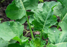 Large Drops Of Dew On Green Leaves Of Young Cabbage In The Garden. Organic Greens, Green Harvest, Fresh Leaves.