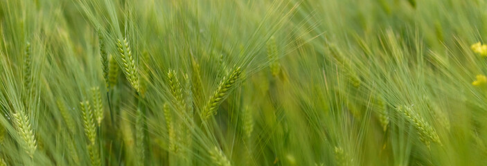 Green young wheat close-up.