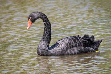 Aufkleber - Close up of a black swan, Cygnus atratus, swimming on the water with its head slightly looking down