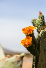 Yellow Flowers On A Cactus