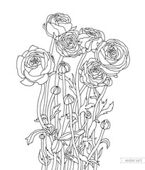 Ranunculus flowers bouquet. Vector botanical illustration. Bohemian wedding inwitation. Spring holiday. Coloring book page for adult. Hand drawn artwork. Black and white