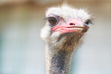 Ostrich Face Close Up, Head And Beak Of An Ostrich, Focusing On Ostrich Eyes