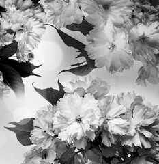 Canvas Print - black and white sakura flowers close up and light bokeh