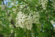 Dense Racemes Of White Flowers Of Robinia Pseudoacacia In Mid May