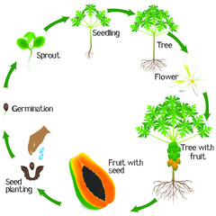 Poster - Cycle of a papaya plant growth isolated on white background.