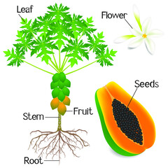 Wall Mural - Plant structure of papaya tree isolated on white background.