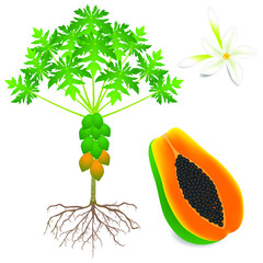 Wall Mural - Part of a papaya plant on a white background.
