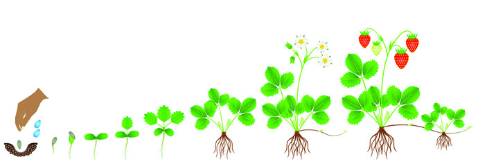 Canvas Print - Cycle of growth of a strawberry plant on a white background.