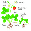 © zxczxc80 - An illustration showing parts of a strawberry plant.