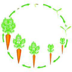 Poster - Growth stage of carrot is isolated on a white background.