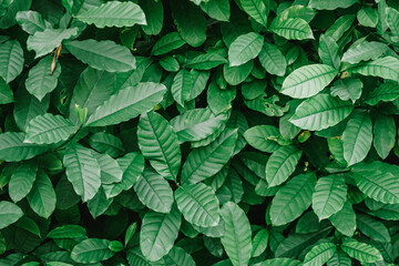 Wall Mural - Natural background of green leaves 