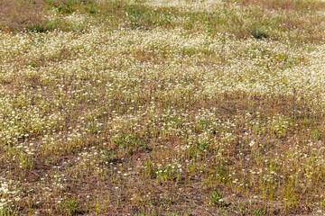 Canvas Print - White chamomile flowers on a meadow at spring