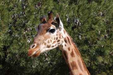 Wall Mural - girafe