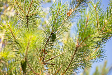  branches of a christmas tree with cones on a blurred bright green background on a sunny day, protection from covid, horizontal format