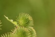 zielona  kolczasta  roślina  jako  tło