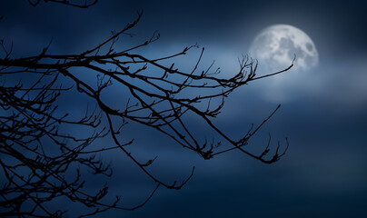 Wall Mural - the silhouette of a spooky bare branch halloween tree against a winter blue night sky with a glowing