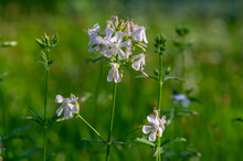 Saponaria Officinalis White Flowering Soapweed Flowers, Wild Uncultivated Plant In Bloom