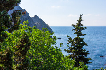 Sea and pines.Healing pine forests and fresh sea air. Blue and green colors.