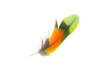 Beautiful colorful parrot feather isolated on white background