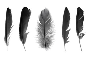 Wall Mural - black feather isolated on white background