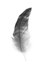 Beautiful black feather isolated on white background