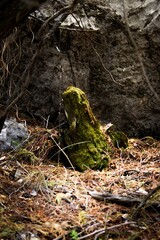 Poster - Vertical shot of moss in the forest