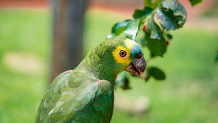 Poster - Closeup of a turquoise-fronted amazon standing near the trees in a field under the sunlight