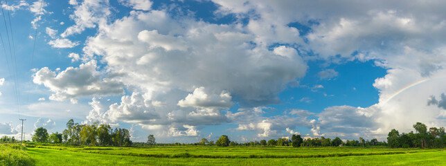 Wall Mural - Agriculture green rice field under blue sky and mountain back at contryside. farm, growth and agriculture concept.