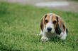© Zoran - Cute male Beagle puppy, 3 months old, laying on the green grass