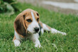 © Zoran - Cute male Beagle puppy, 3 months old, laying on the green grass