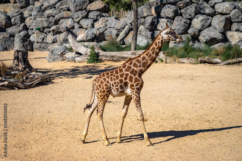 Rothschilds Giraffe (Giraffa camelopardalis rothschildi) in Barcelona ...