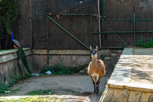 Guanaco (Lama Guanicoe) In Barcelona Zoo