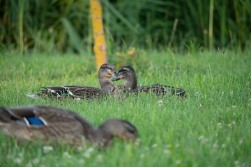 Wall Mural - Ducks sitting on the grass captured during the daytime