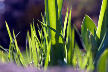 AMBIANCE VEGETALE GAZON