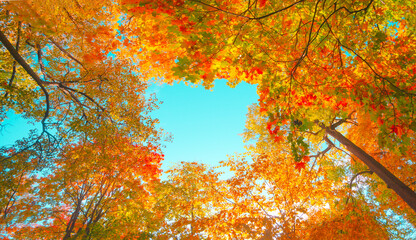 autumn forest background. vibrant color tree, red orange foliage in fall park. nature change scene. 