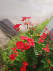 Beautiful bright red flowers on the blossoming bush of Euphorbia milii. Flowering plants on the street. Flower near road. Outdoors natural decor. Green leaves. Close-up, macro, top view. Ornamental 