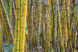 Fototapeta Dziecięca - Bamboo forest background in botanical gardens