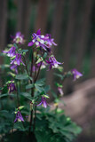 Fototapeta Lawenda - Beautiful purple flowers of Aquilegia in a garden.
