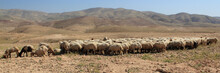 Jordan Countryside Sheep Group