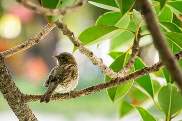 Wall Mural - Closeup shot of a small bird sitting on a tree branch with green leaves