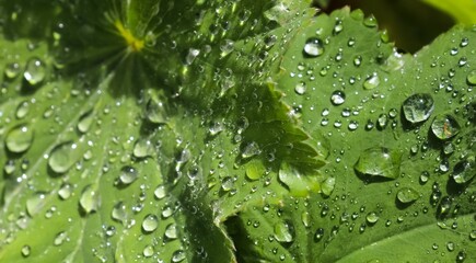 Sticker - Closeup shot of water drops on the leaves of a Lady's mantle