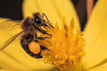 Macro Shot Of A Bee With A Full Pollen Basket, Collecting Pollen And Nectar From A Yellow Flower