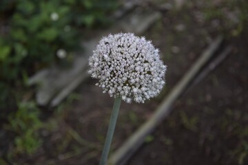 Wall Mural - Selective focus shot of a white allium flower growing in the garden