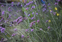 Selective Focus Shot Of Purpletop Vervain Flowers Growing In The Field