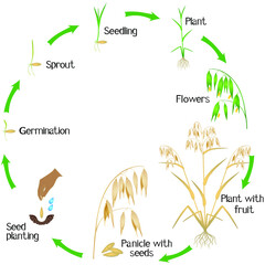 Wall Mural - Cycle of a oat plant growth isolated on white background.