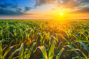 Wall Mural - corn field at sunset with bright sun