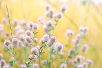 Wall Mural - Wildflowers pink inflorescence a panicle in the meadow on soft yellow background in sun light in summer