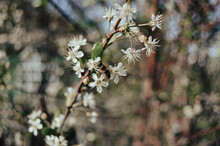 White Flowers On A Branch